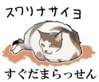 Kesen Dialect cat sticker #577067