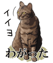 Kesen Dialect cat sticker #577071