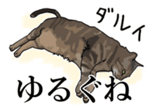 Kesen Dialect cat sticker #577073