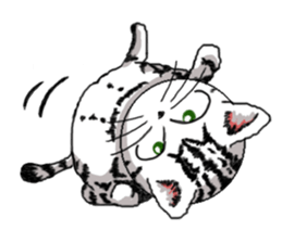 American Shorthair Cats sticker #577555