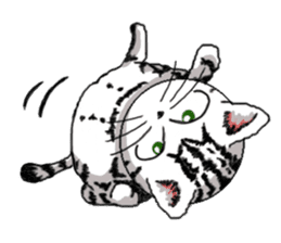 American Shorthair Cats sticker #577555