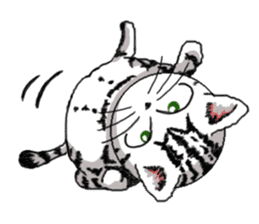 American Shorthair Cats sticker #577555
