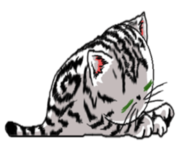 American Shorthair Cats sticker #577558