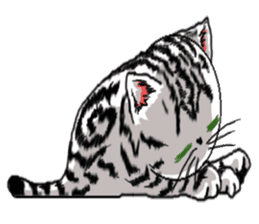 American Shorthair Cats sticker #577558