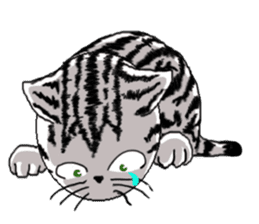 American Shorthair Cats sticker #577559
