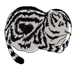 American Shorthair Cats sticker #577566