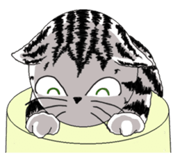 American Shorthair Cats sticker #577567