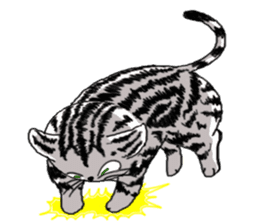 American Shorthair Cats sticker #577570