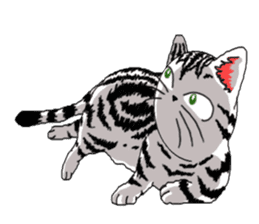 American Shorthair Cats sticker #577576