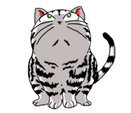 American Shorthair Cats sticker #577577