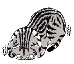 American Shorthair Cats sticker #577585