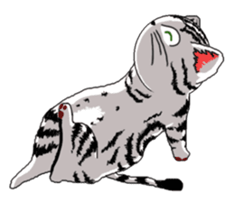 American Shorthair Cats sticker #577592