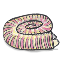 Sheep ammonite sticker #577822