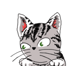 American Shorthair Cats-2 sticker #579034