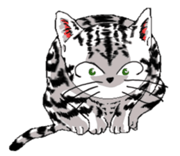 American Shorthair Cats-2 sticker #579035