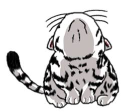 American Shorthair Cats-2 sticker #579036