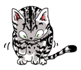 American Shorthair Cats-2 sticker #579037