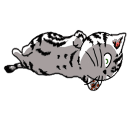 American Shorthair Cats-2 sticker #579038
