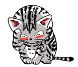 American Shorthair Cats-2 sticker #579039