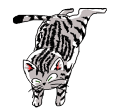 American Shorthair Cats-2 sticker #579040