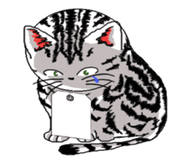American Shorthair Cats-2 sticker #579043