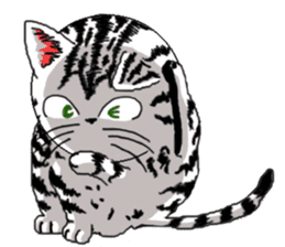 American Shorthair Cats-2 sticker #579044