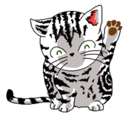 American Shorthair Cats-2 sticker #579045
