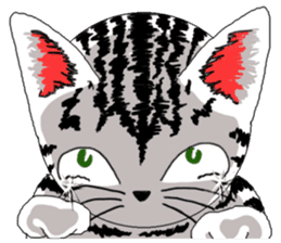 American Shorthair Cats-2 sticker #579047