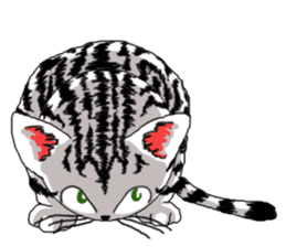 American Shorthair Cats-2 sticker #579048
