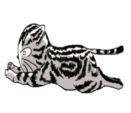 American Shorthair Cats-2 sticker #579050