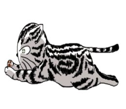 American Shorthair Cats-2 sticker #579050