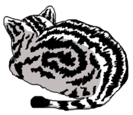 American Shorthair Cats-2 sticker #579051