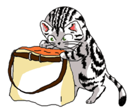 American Shorthair Cats-2 sticker #579052