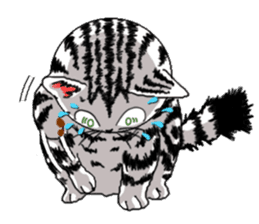 American Shorthair Cats-2 sticker #579055