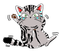 American Shorthair Cats-2 sticker #579058