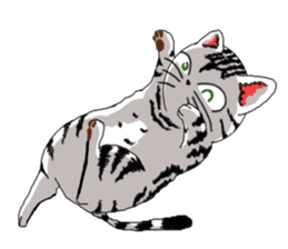 American Shorthair Cats-2 sticker #579061