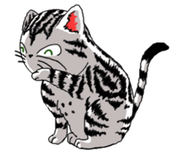 American Shorthair Cats-2 sticker #579063