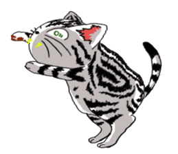 American Shorthair Cats-2 sticker #579064