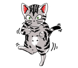 American Shorthair Cats-2 sticker #579067