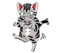 American Shorthair Cats-2 sticker #579067