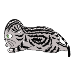 American Shorthair Cats-2 sticker #579071