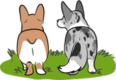 Welsh Corgi sticker #600776