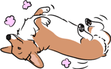 Welsh Corgi sticker #600782