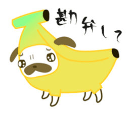 Pug mame "Pug-suke" sticker #612624