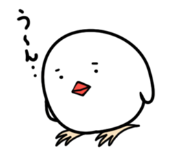 Cockatiel and Java Sparrow sticker #621665