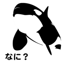 ORCAS ALL OVER!! sticker #622977