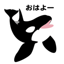 ORCAS ALL OVER!! sticker #622985