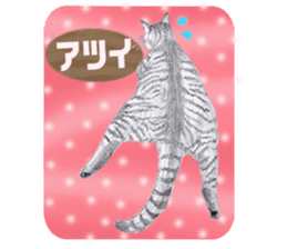 My cat Tama's stamps sticker #624340