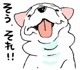Kotarou is a french bulldog. sticker #631156