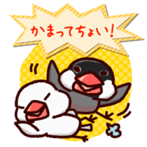 Chat with Java sparrow's sticker #653872